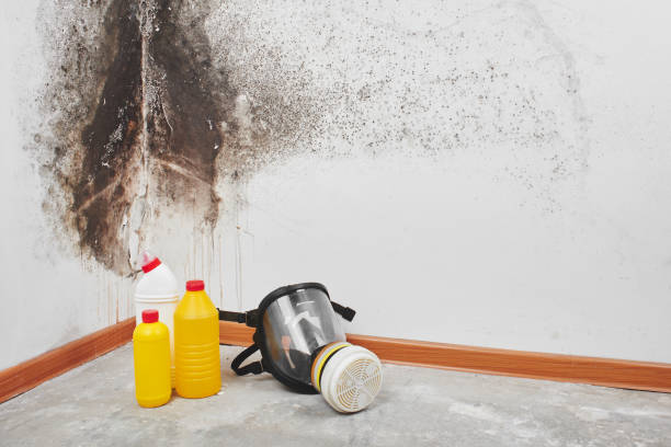 Best Office Mold Removal Services  in Nescopeck, PA