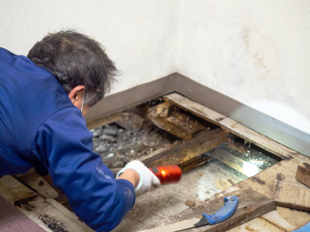 Best Mold Remediation Experts  in Nescopeck, PA
