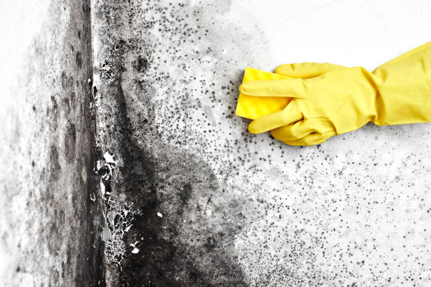 Best Crawl Space Mold Removal  in Nescopeck, PA