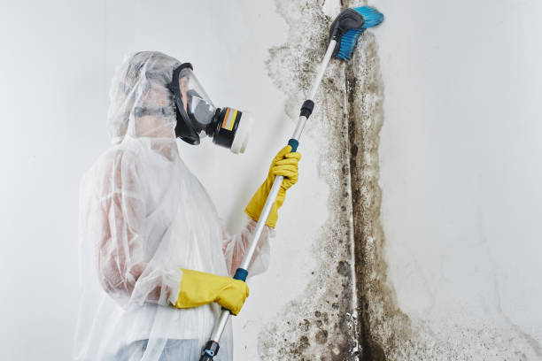 Best Mold Testing  in Nescopeck, PA