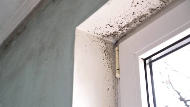 Best Black Mold Removal  in Nescopeck, PA
