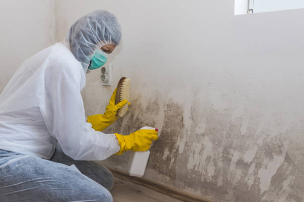 Best Certified Mold Removal  in Nescopeck, PA