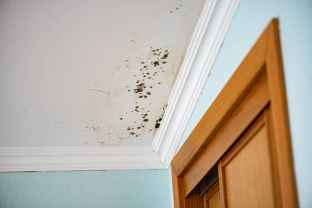 Best Mold Remediation  in Nescopeck, PA