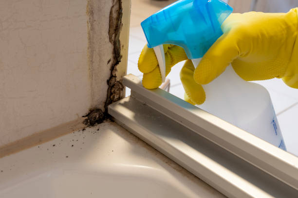 Best Mold Remediation  in Nescopeck, PA