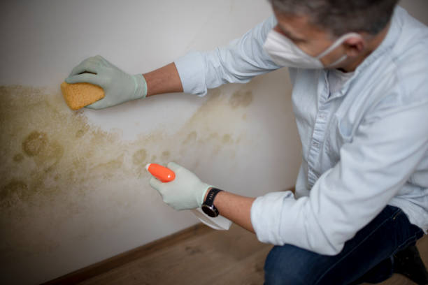 Best Fast Mold Removal  in Nescopeck, PA