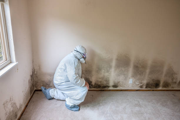 Best Professional Mold Removal  in Nescopeck, PA