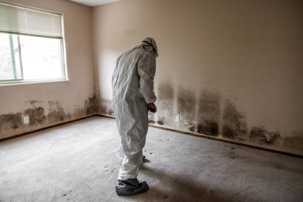 Best Emergency Mold Removal  in Nescopeck, PA