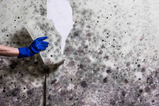 Nescopeck, PA Mold Removal Company